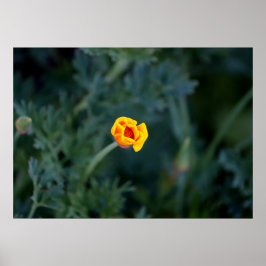 Dreamy California Mohn Poster