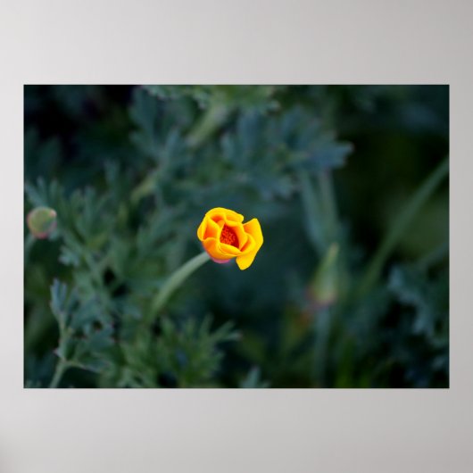 Dreamy California Mohn Poster (Vorne)