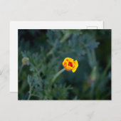 Dreamy California Mohn Poster Postkarte (Vorne/Hinten)