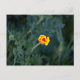 Dreamy California Mohn Poster Postkarte