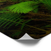 Dreamy California Redwoods Poster (Ecke)