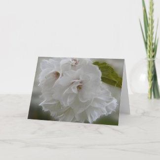 Dreamy Cherry Blossoms AH2010 Karte