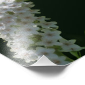 Dreamy Curling White Wildblume 8x10 Fotodruck (Ecke)