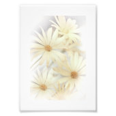 Dreamy Daisies 2 Fotodruck (Vorne)