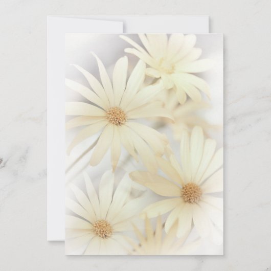 "Dreamy Daisies 2" Save the Date (Rückseite)