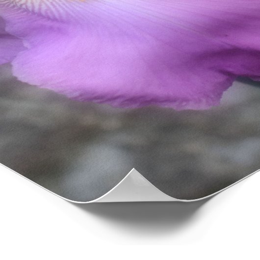 Dreamy Lavender Bartded Iris Blume Poster (Ecke)