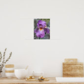 Dreamy Lavender Bartded Iris Blume Poster (Küche)
