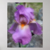 Dreamy Lavender Bartded Iris Blume Poster (Vorne)