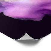 Dreamy Lavender Bartded Iris Blume Poster (Ecke)