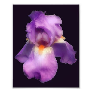 Dreamy Lavender Bearded Iris Blume 8x10 Fotodruck