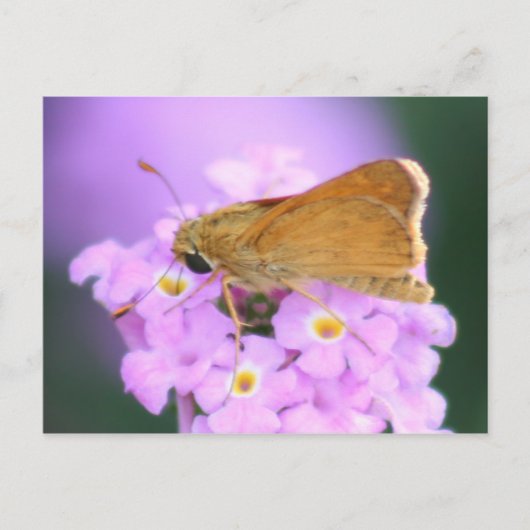 Dreamy Moth Postcard Postkarte (Vorderseite)