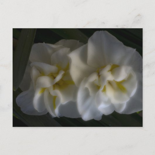Dreamy Narcissus Postkarte (Vorderseite)