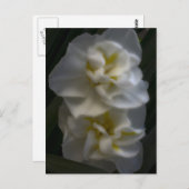 Dreamy Narcissus Postkarte (Vorne/Hinten)