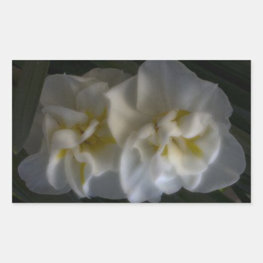 Dreamy Narcissus Rechteckiger Aufkleber (Vorderseite)
