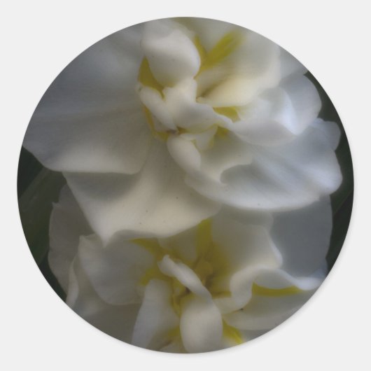 Dreamy Narcissus Runder Aufkleber (Vorderseite)