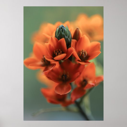Dreamy Orange Chincherinchee Blume Poster (Vorne)