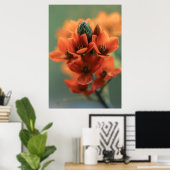 Dreamy Orange Chincherinchee Blume Poster (Heimbüro)