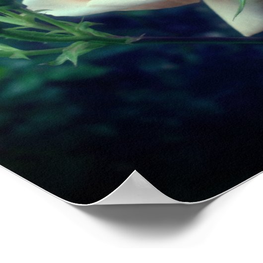 Dreamy Peach Rose und Buds Mirror Abstrakt Poster (Ecke)