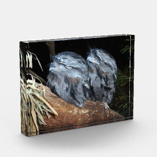 "Dreamy Perch: Sleepy Tawny Frogmouth Owls" Fotoblock