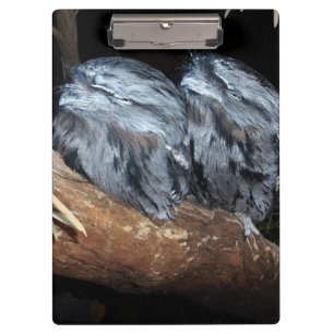 "Dreamy Perch: Sleepy Tawny Frogmouth Owls" Klemmbrett