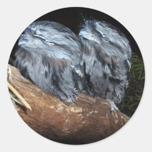 "Dreamy Perch: Sleepy Tawny Frogmouth Owls" Runder Aufkleber