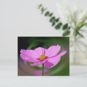Dreamy Pink Cosmos Blume Natur Postkarte (Stehend Vorderseite)