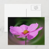 Dreamy Pink Cosmos Blume Natur Postkarte (Vorne/Hinten)