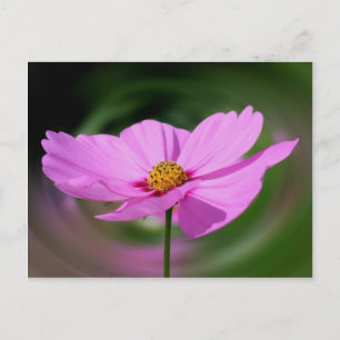 Dreamy Pink Cosmos Blume Natur Postkarte