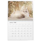 Dreamy Ragdoll Cats and Kittens Calendar Kalender (Jan 2026)