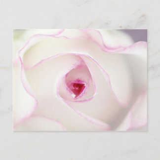 Dreamy Rose Postkarte