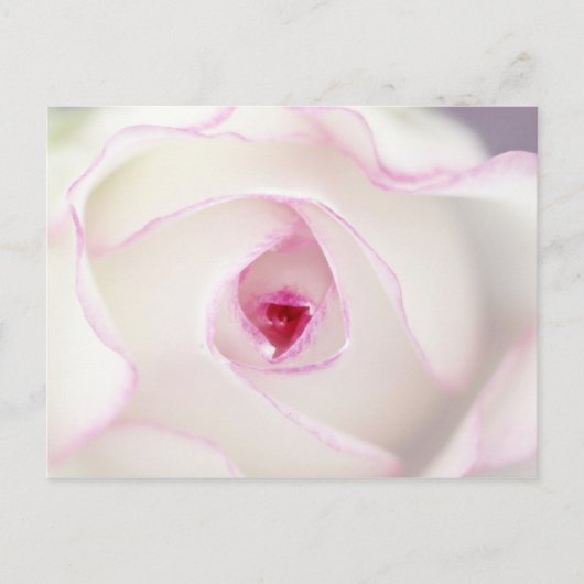 Dreamy Rose Postkarte (Vorderseite)