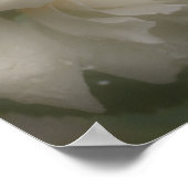 Dreamy White Rose Blume Poster (Ecke)