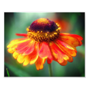 Dreamy Zinnia Blume 8x10 Fotodruck