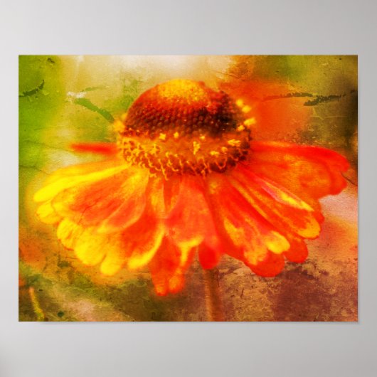 Dreamy Zinnia Blume Kunstgestört Poster (Vorne)