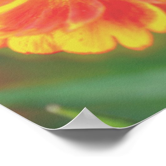 Dreamy Zinnia Blume Poster (Ecke)
