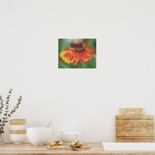 Dreamy Zinnia Blume Poster (Küche)