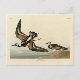 Dreh-Stein (Ruddy Turnstone) - Audubons Vögel Postkarte