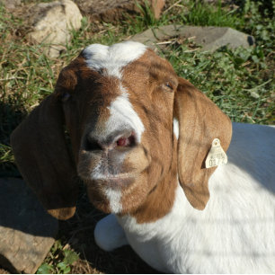 Drehkissen mit Ziegenbild Kissen