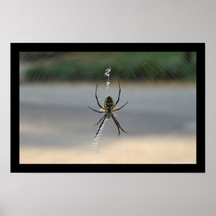 Drehspinne (Argiope Aurantia) Poster