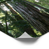 "Drehung", Muir Woods Poster (Ecke)