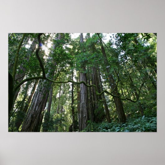 "Drehung", Muir Woods Poster (Vorne)