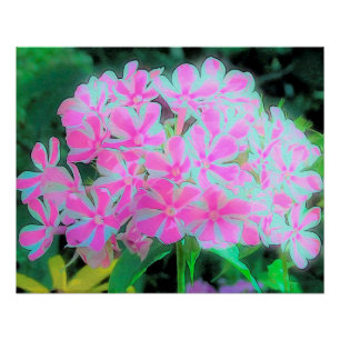 Drehung Phlox (Pink und Weiß) Poster