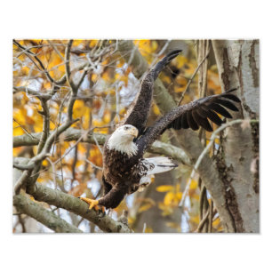Drehung und Adler Fotodruck