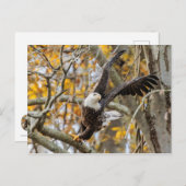 Drehung und Adler Postkarte (Vorne/Hinten)