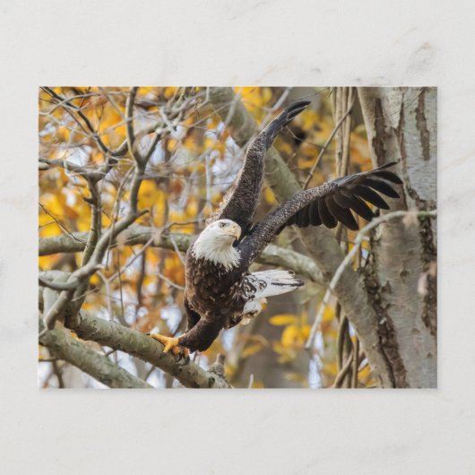 Drehung und Adler Postkarte (Vorderseite)