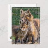 Drei Alert Fox Kits Postkarte (Vorne/Hinten)