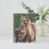 Drei Alert Fox Kits Postkarte (Stehend Vorderseite)