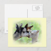 Drei Alpacas Postkarte (Vorne/Hinten)