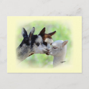 Drei Alpacas Postkarte