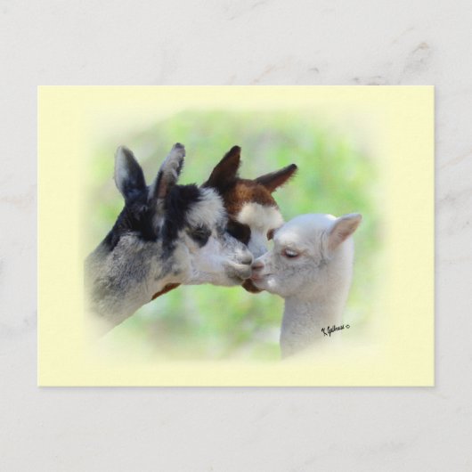 Drei Alpacas Postkarte (Vorderseite)